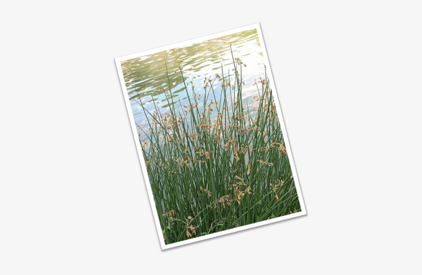 The Spanish Got It From The Aztec Word “tollin” Which - Sweet Grass, transparent png #2922168