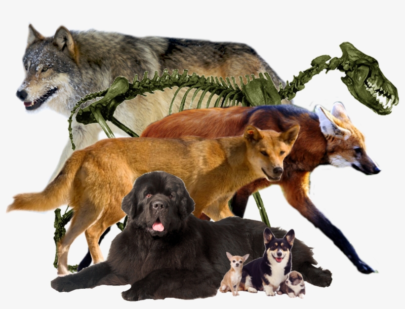Animal Companions - Wolves - Keyring Fox Walking Grass 44860, transparent png #2922381