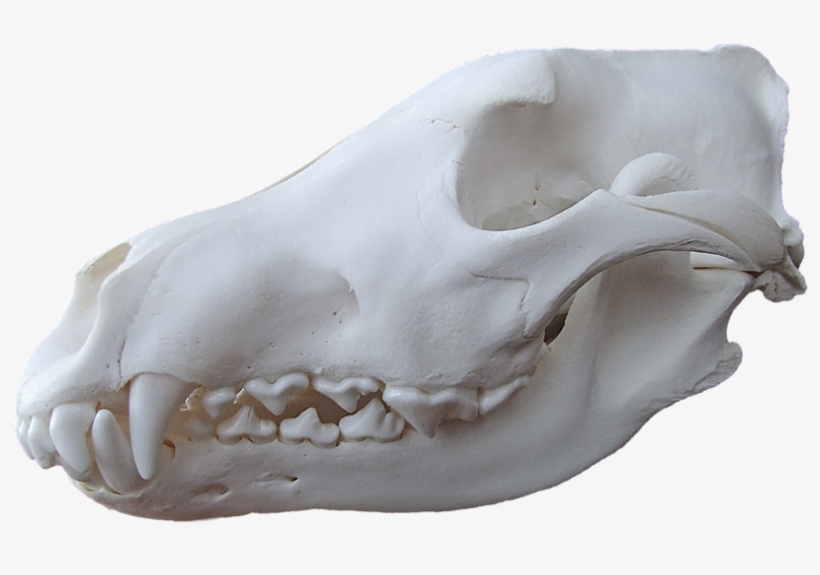 Fig 3 - Gray Wolf - Actual Skull - German Shepherd Skull Next To Wolf Skull, transparent png #2922411