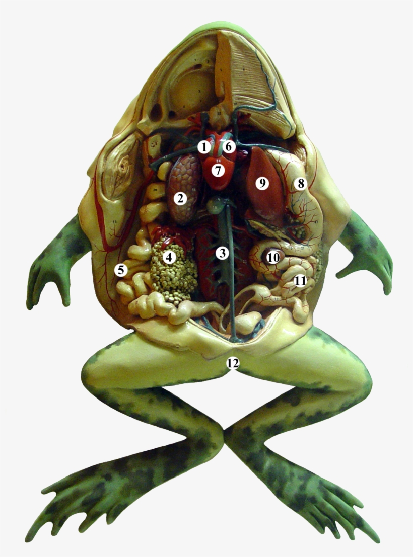 Frog Anatomy Tags - Anatomy Of A Frog, transparent png #2923264