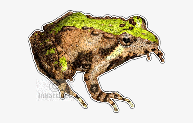 Graphic Royalty Free Download Bullfrog Drawing Wildlife - Northern Cricket Frog Png, transparent png #2923702
