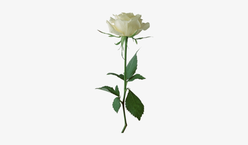 White Rose Flower Png, transparent png #2923750