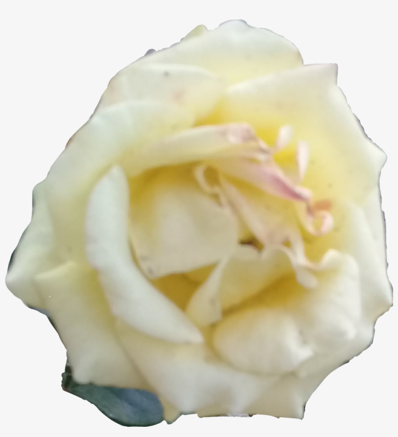 Rosa Blanca, transparent png #2923796