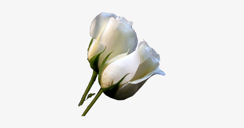 Rosablanca Logo - White Roses, transparent png #2923820