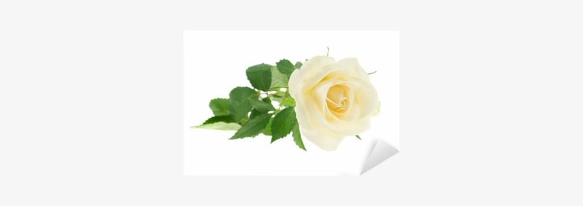 Rose, transparent png #2924080