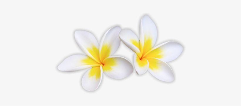 Macadamia Nuts - Hawaiian Bbq Clip Art, transparent png #2927415