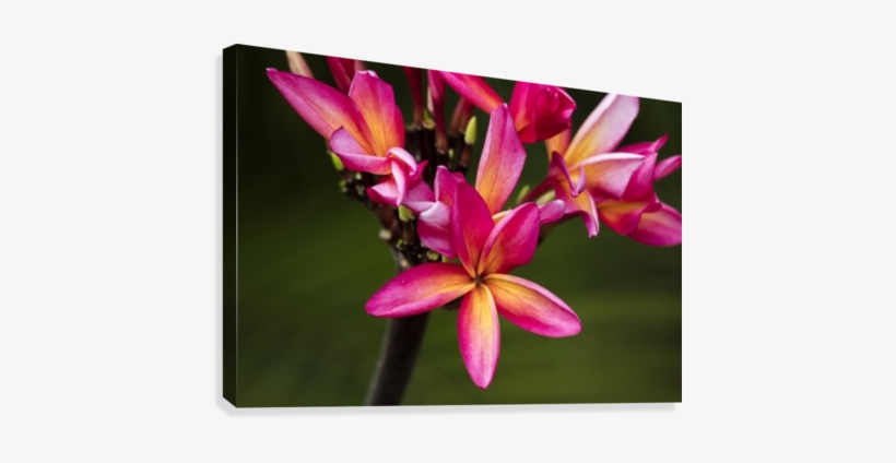 Close Up Of Bright Pink Plumeria Flowers Maui Hawaii - Printscapes Wall Art: 36" X 24" Canvas Print With Black, transparent png #2927418