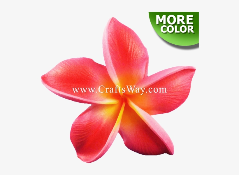 Foam Plumeria Type Bu - Candlenut, transparent png #2927611