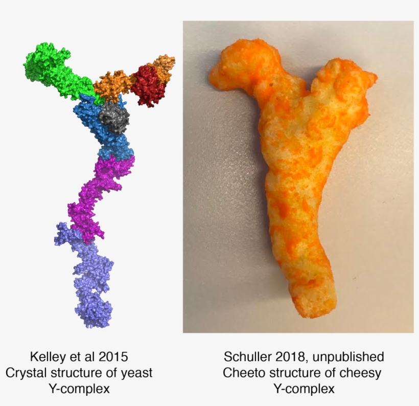 #cheetoscience Hashtag On Twitter - Goldfish, transparent png #2927672