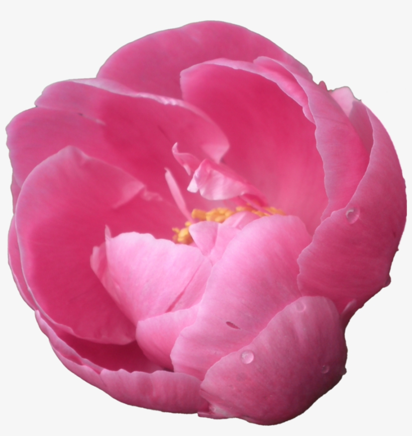 Flowers Transparent Png Sticker - Peonies Png, transparent png #2927704