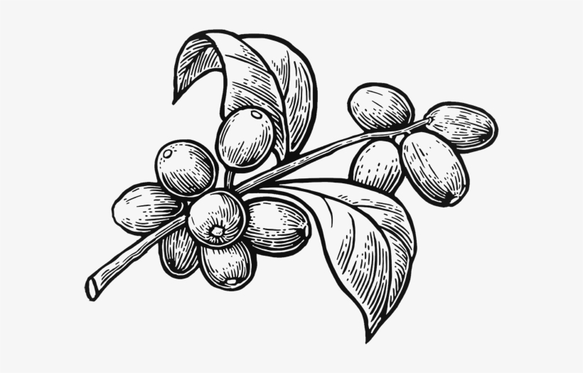 Organic Robusta Coffee - Coffee Plant Clip Art, transparent png #2927884
