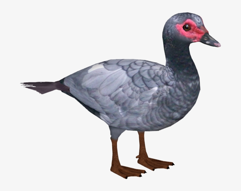 Domestic Muscovy Duck 4 - Muscovy Duck Png, transparent png #2928775