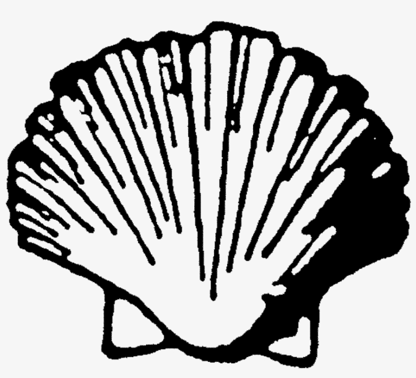 Shell Clipart Bivalve - Illustration, transparent png #2931302