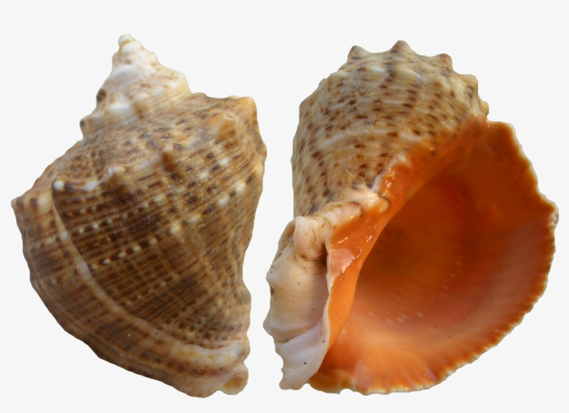 Portable Network Graphics, transparent png #2931696