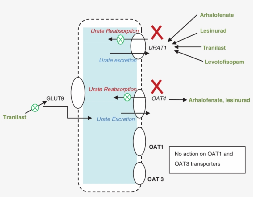 Illustration Showing The Novel Drugs And Their Action - Lesinurad Mechanism Of Action, transparent png #2932651