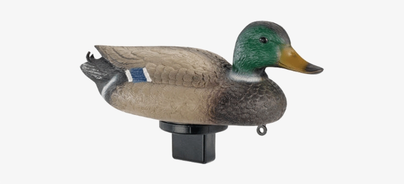Lucky Duck/edge By Expedite Quiver Duck Drake - Edge By Expedite Quiver Duck Decoy, transparent png #2933556