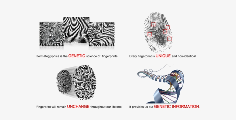 It Was Interesting To Note That These Babies Did Not - Dermatoglyphics Png, transparent png #2933635