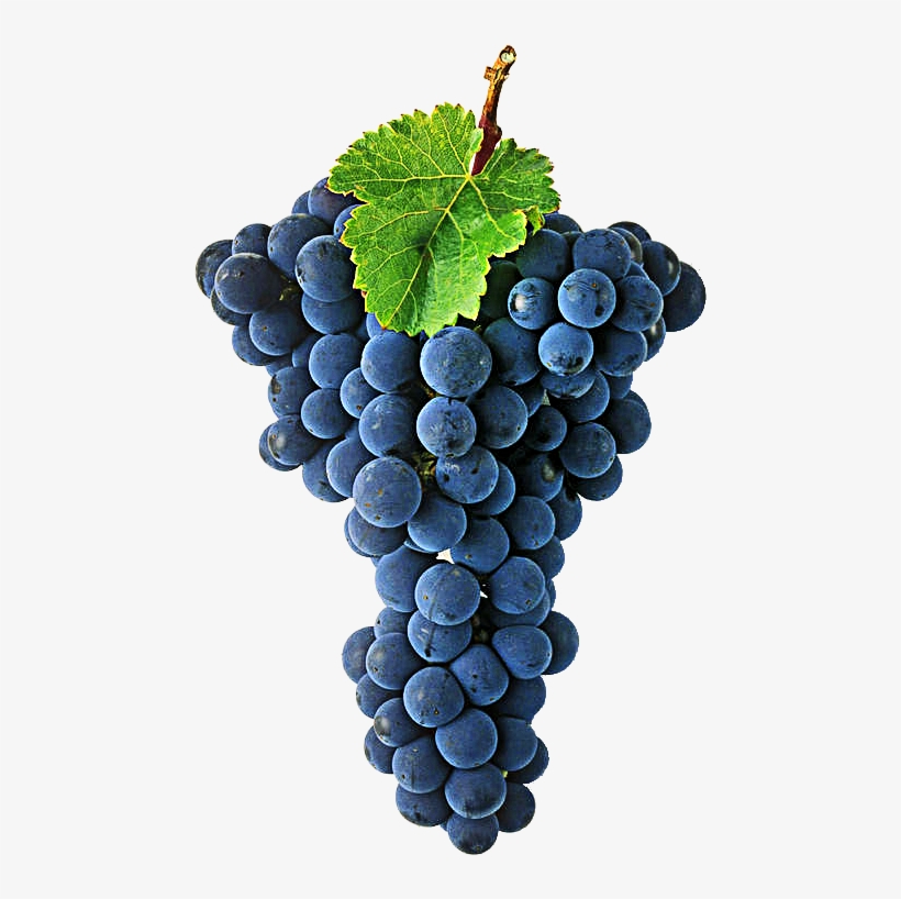 Cabernet Sauvignon Is One Of The World's Most Widely - Cabernet Sauvignon Grape Transparent, transparent png #2934451