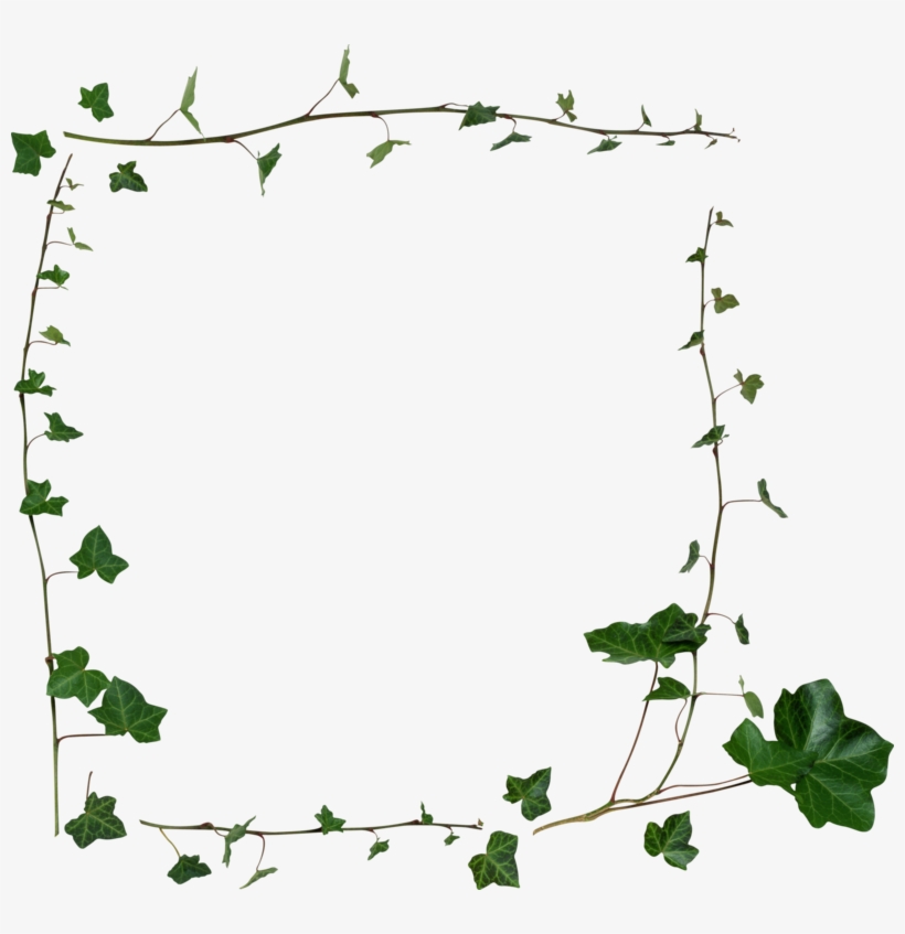 Publicat De Eu Ciresica La - Transparent Vine Border Png, transparent png #2934586