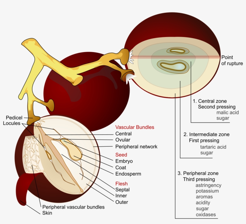 Wine Grape Diagram En - Part Of The Grapes, transparent png #2934877