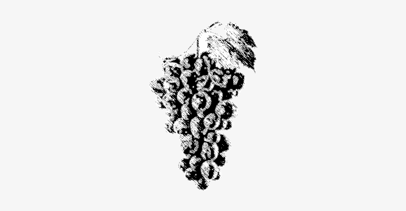 Every Great Wine Always Starts With A Good Grapevine - Grape, transparent png #2935475
