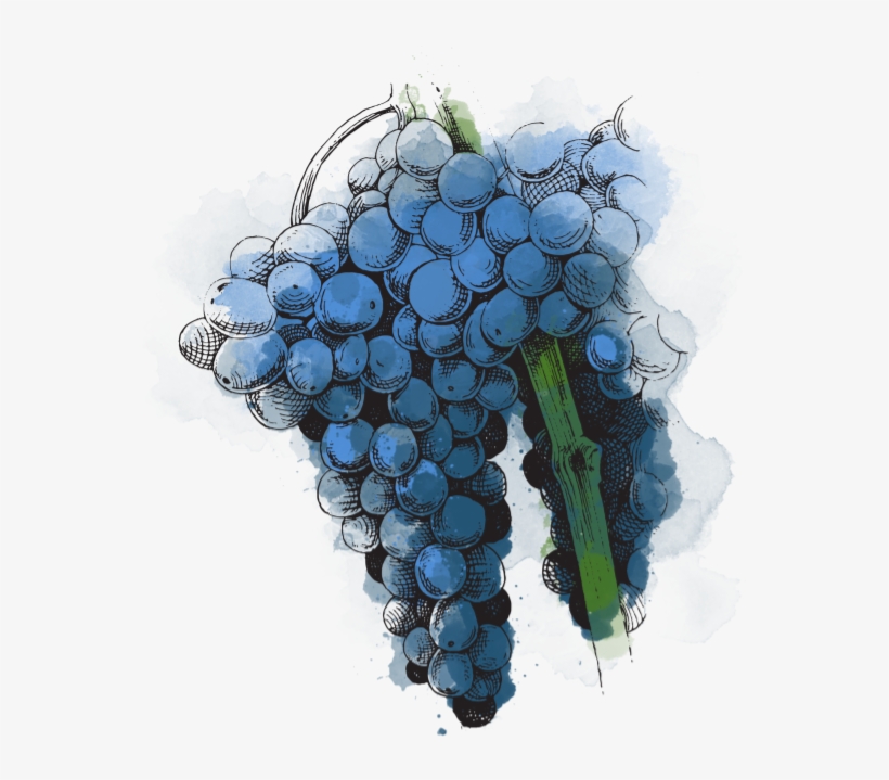 Grenache Allows You To Make The World-famous Rosé Types - Seedless Fruit, transparent png #2935784