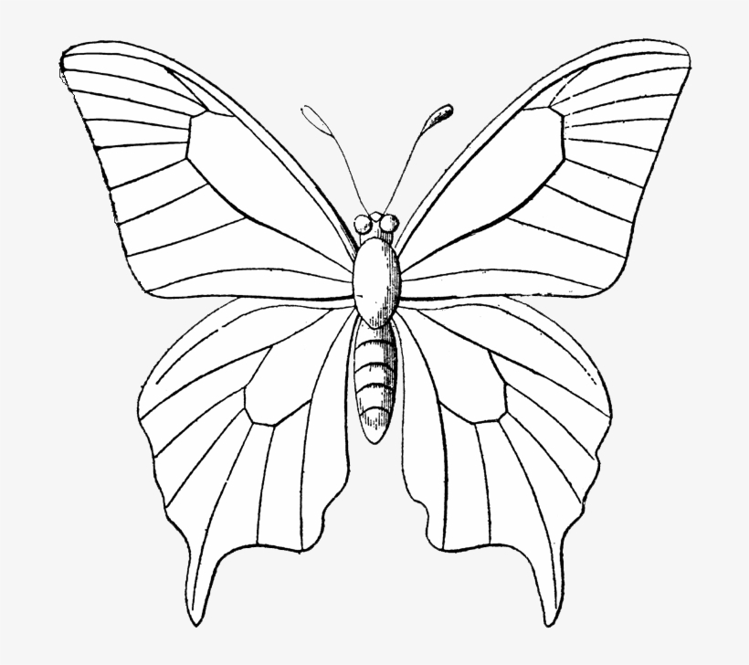Black And White Monarch Butterfly Free Clip Art, Monarch - Outline Sketch Of Butterflies, transparent png #2935862