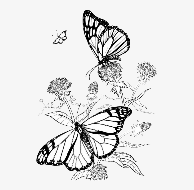 Butterfly & Hummingbird Garden Ideas And Tips - Butterfly Flower Coloring Pages, transparent png #2936119