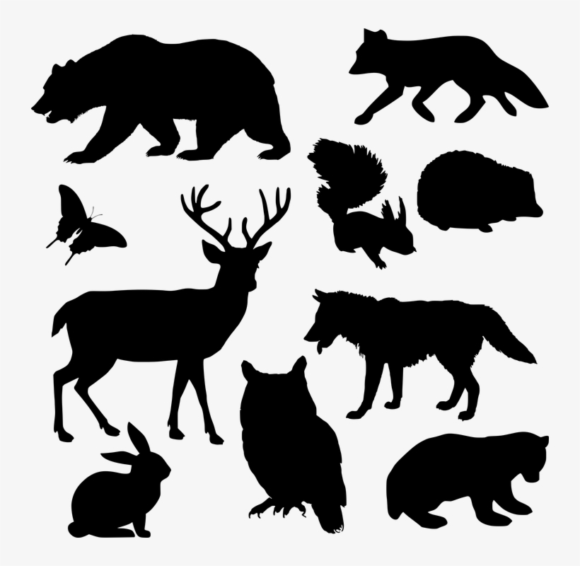 Forest Animals Shower Curtain, transparent png #2936146