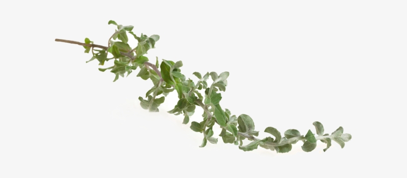 Phytonutrient Plant Compounds For Additional Nutritional - Houseplant, transparent png #2938614