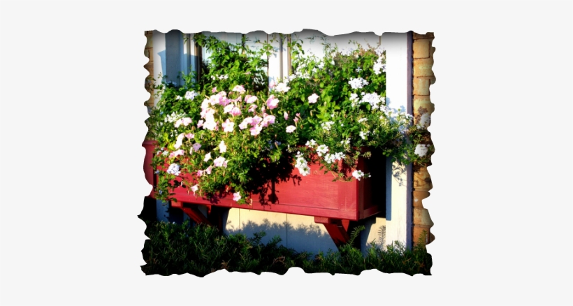 This Window Box Is Not At All Like Those Flimsy Little - Kerterre, transparent png #2939556