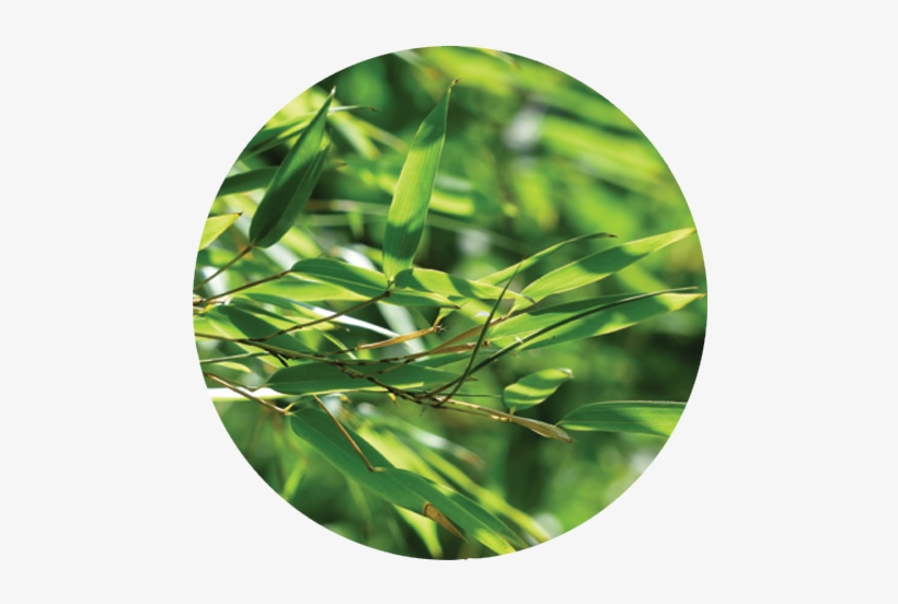 Site Under Construction - Fargesia Robusta - Bambou (c3), transparent png #2939559