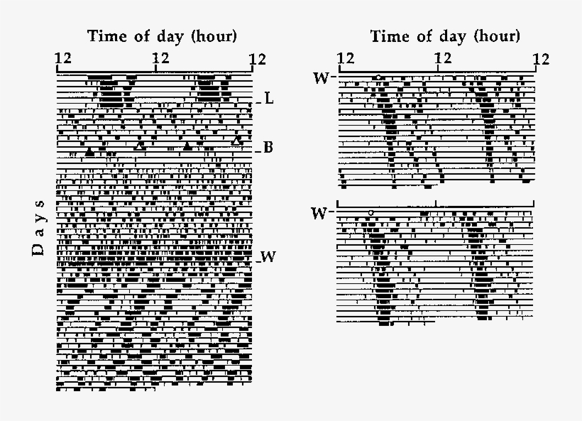 Wheel Running Activity Records Of An Scn Lesioned Hamster - Document, transparent png #2942185