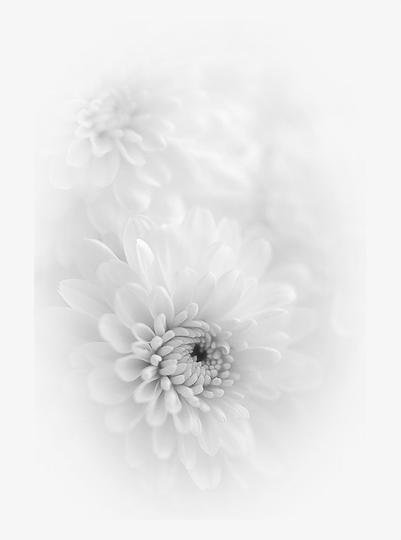 Artificial Flower, transparent png #2942353