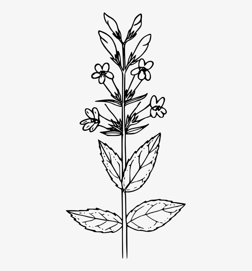 Medium Image - Drawing Of Mustard Plant, transparent png #2942906
