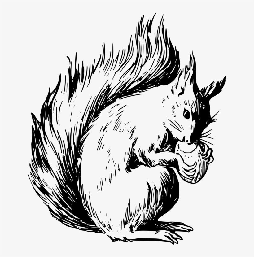 Eastern Gray Squirrel Drawing Chipmunk Rodent Free - Squirrel Street Sign | Indoor/outdoor | Funny Home, transparent png #2942909