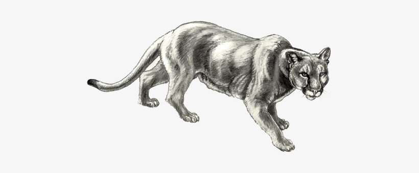Mountain Lion " - Mountain Lion Black And White, transparent png #2942932