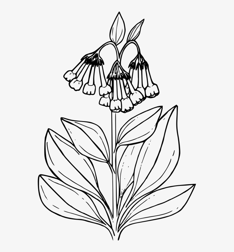Medium Image - Bluebell Flower Coloring Pages, transparent png #2943124