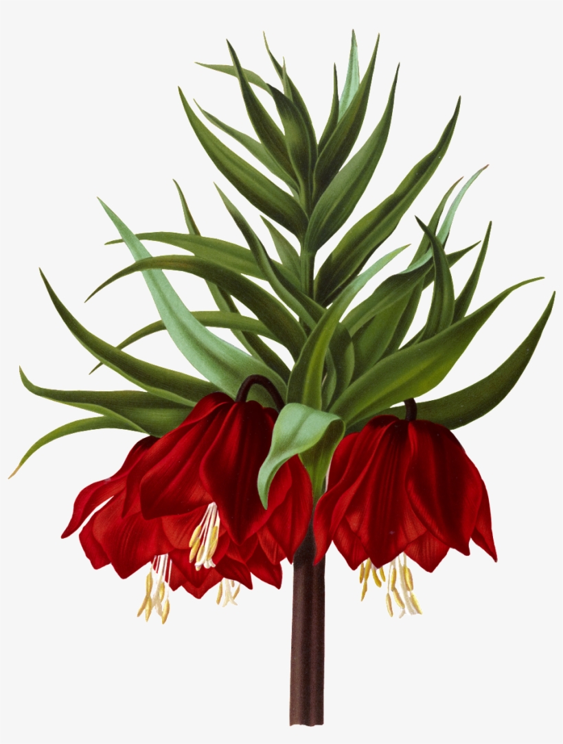 Crown Imperial, transparent png #2945061