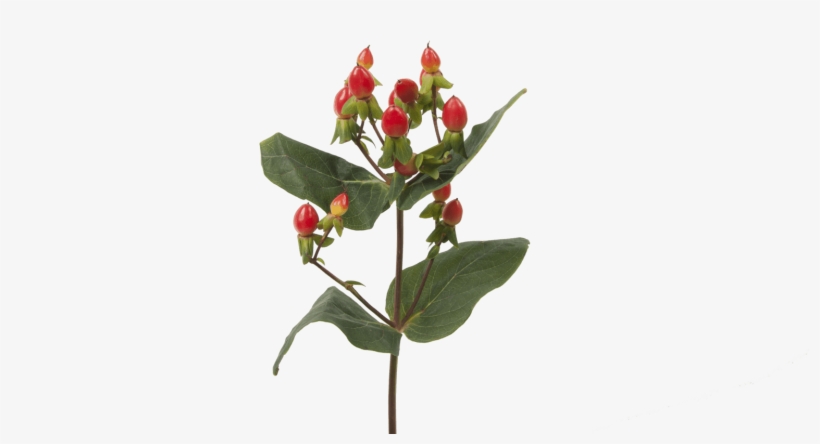 Hypericum Fire Flair - Hypericum, transparent png #2945119