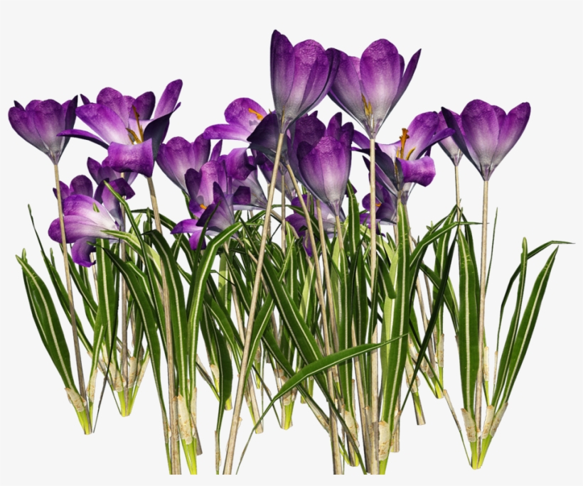 Crocus Png Clipart - Crocus, transparent png #2945270
