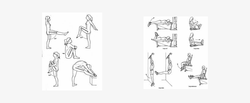 Is The Only Quadricep Muscle That Crosses The Hip Joint - Joint, transparent png #2945686