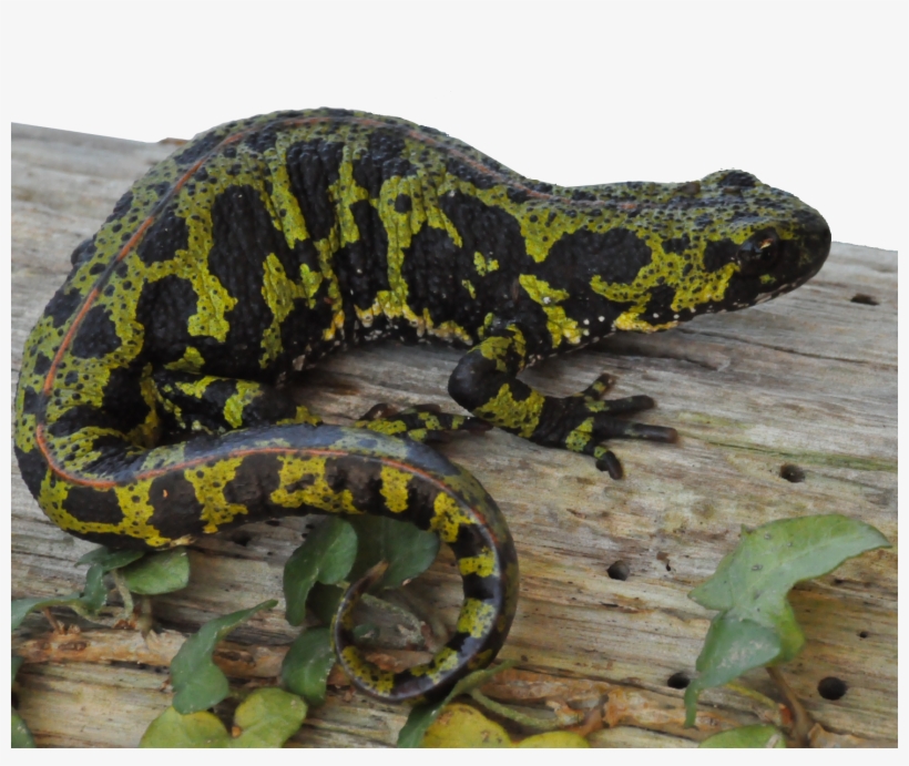 El Pasado 30 De Junio Un Compañero De Red Cambera Localizó - Burmese Python, transparent png #2946707