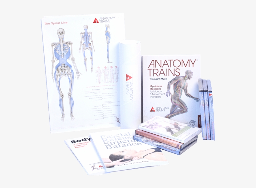 Anatomy Trains For Movement Therapy - Anatomy Trains 3e By Thomas Myers, transparent png #2946775