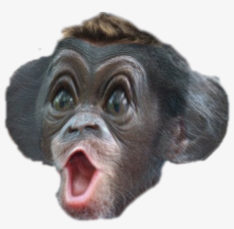 Common Chimpanzee, transparent png #2947310