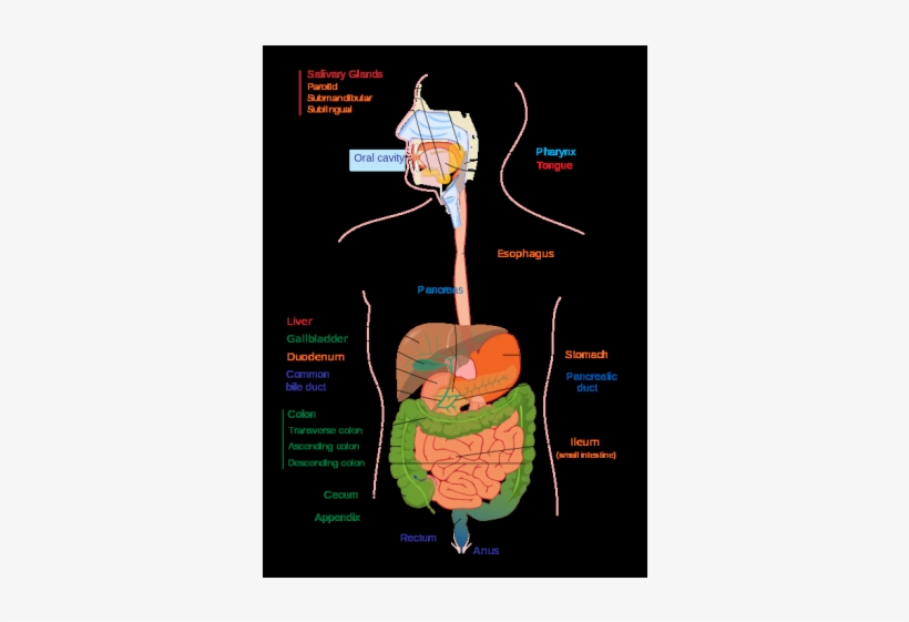 Class X - Human Digestive System, transparent png #2947316