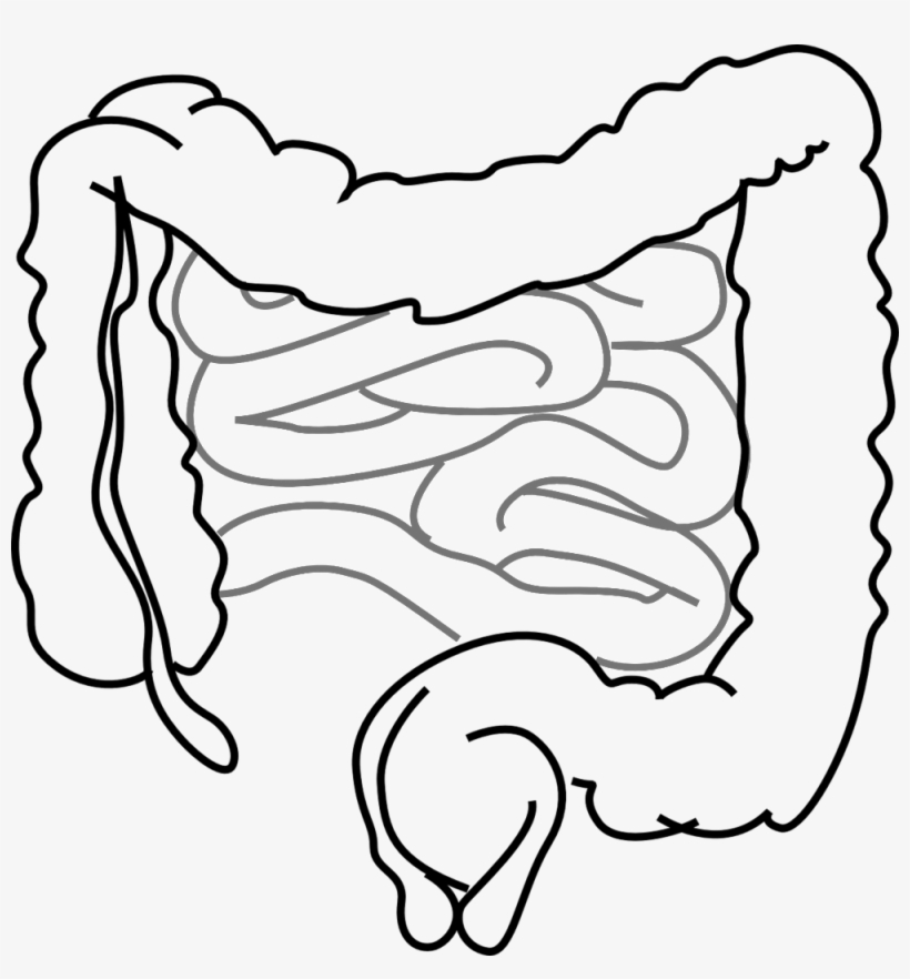 Intestines-293929 1280 - Intestine Clip Art, transparent png #2947363