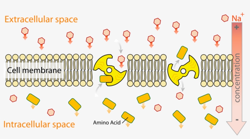 Fig 2 The Sodium Amino Acid Transporter, Which Is Nearly - Biology Secondary Active Transport, transparent png #2947479