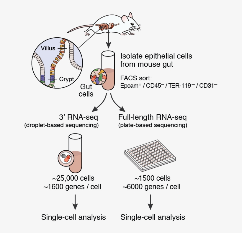 Here We Report Profiling Of 53,193 Individual Epithelial - Single Cell Sequencing Small Intestine, transparent png #2947564