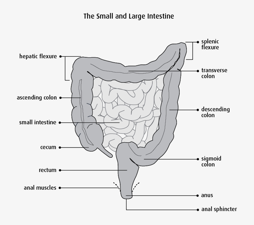 Bowel Resection - Segmental Resection Of Small Bowel, transparent png #2947616